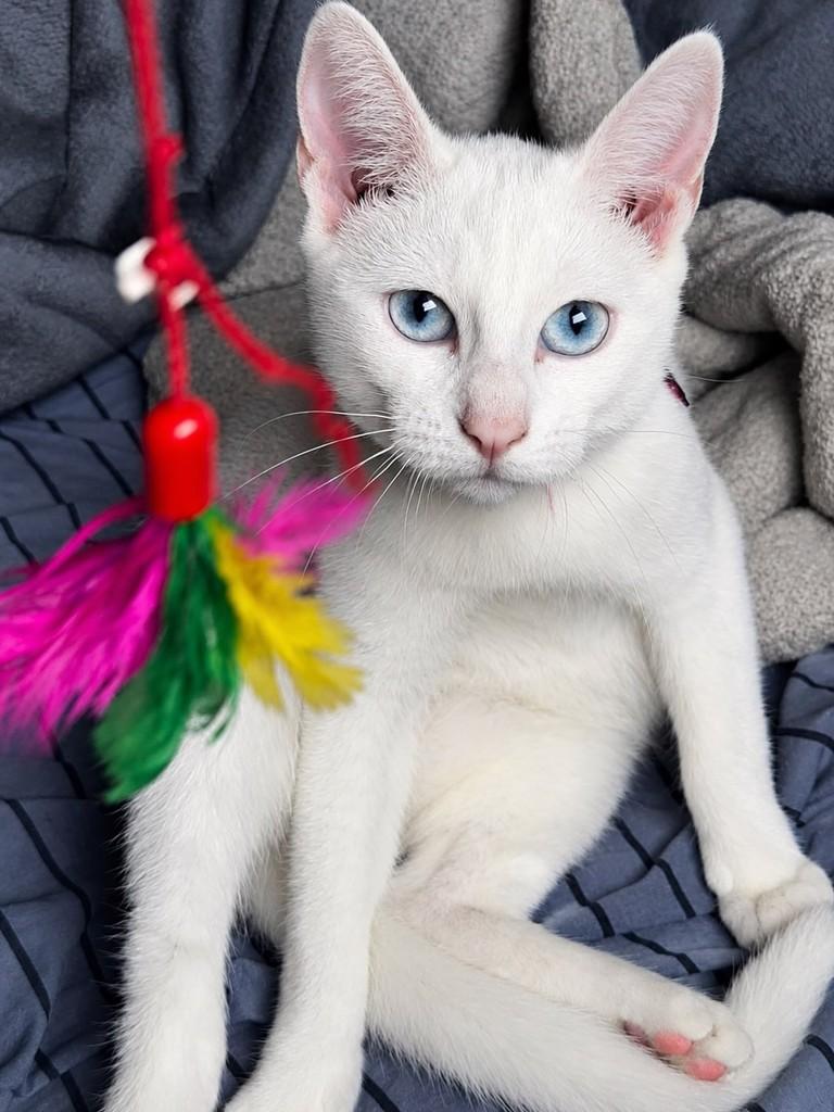 Princesa, gato para adoção em São Paulo - SP
