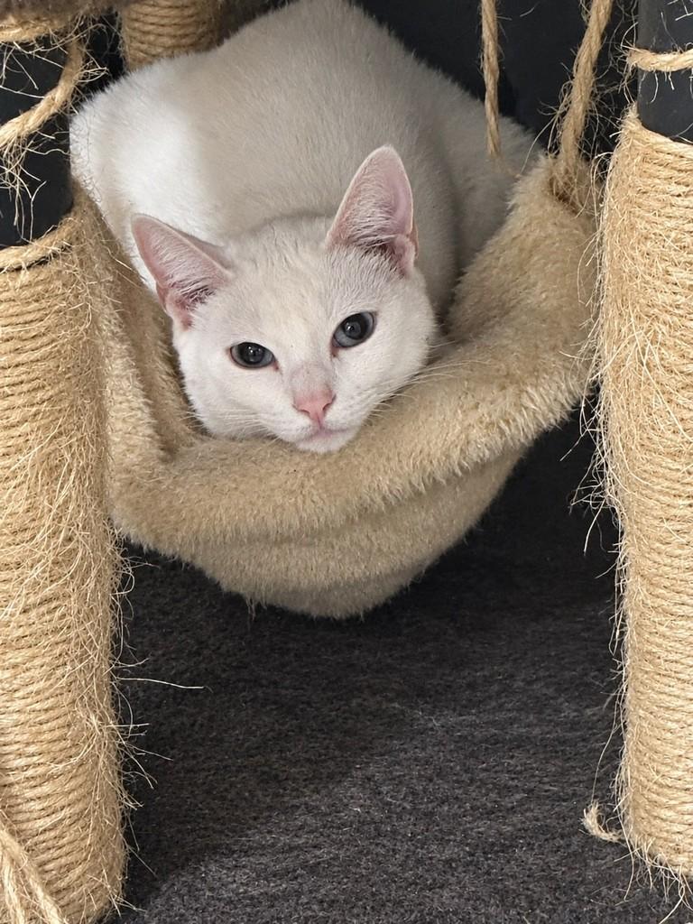 Princesa, gato para adoção em São Paulo - SP — foto 2 de 3