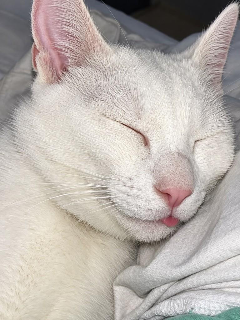 Princesa, gato para adoção em São Paulo - SP — foto 3 de 3