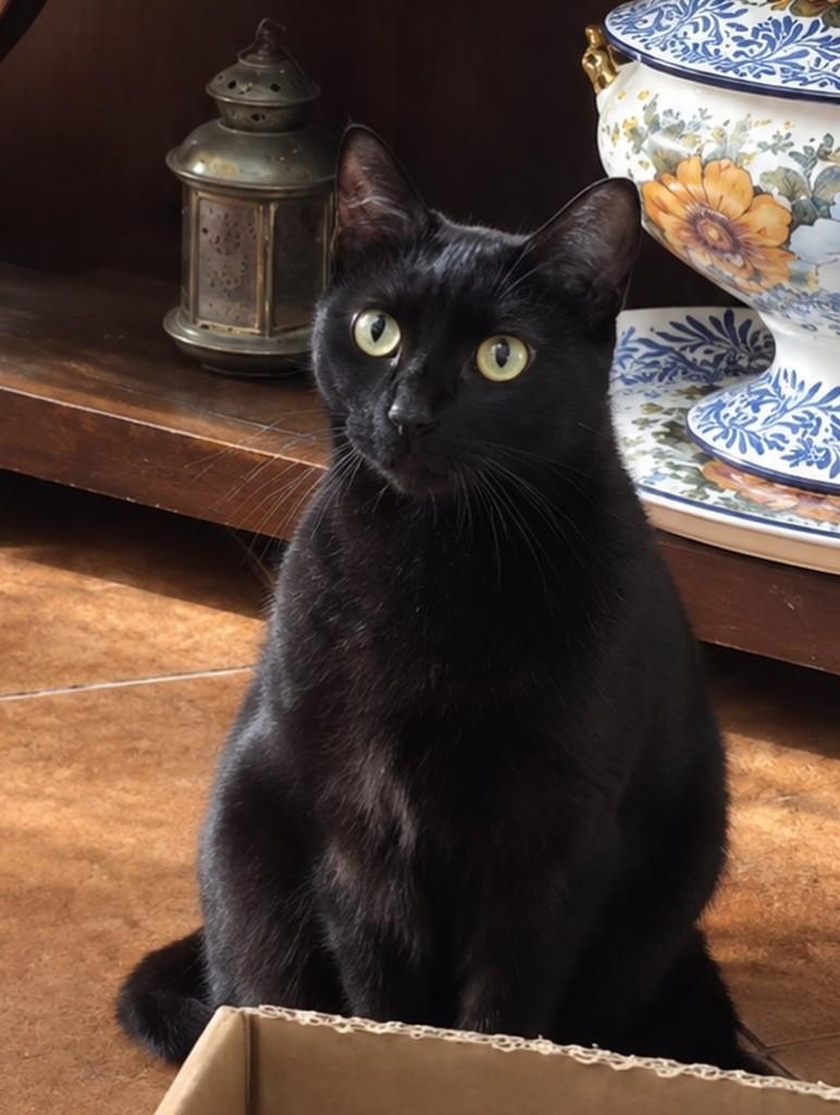 Todinho, gato de porte pequeno para adoção em São Paulo - SP — foto 2 de 2