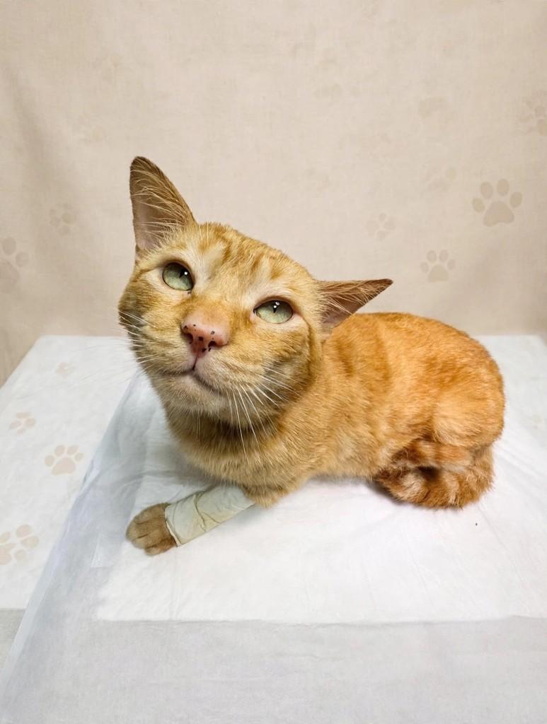 Príncipe Guerreiro, gato para adoção em São Paulo - SP