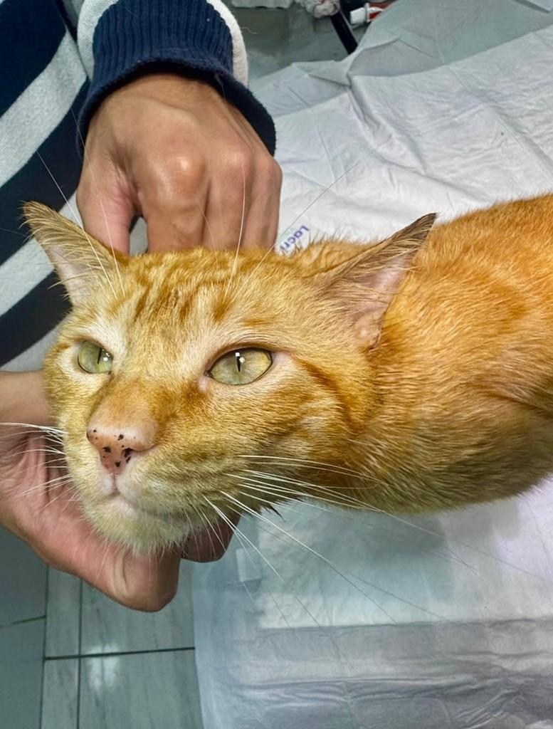 Príncipe Guerreiro, gato para adoção em São Paulo - SP — foto 2 de 2