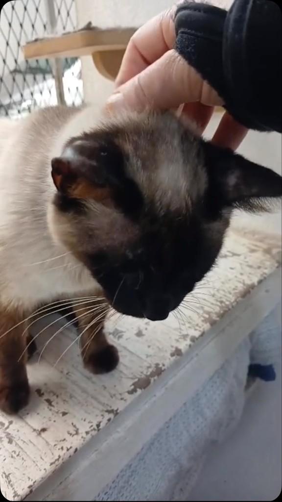 Princesa, gata de porte pequeno para adoção em São Paulo - SP