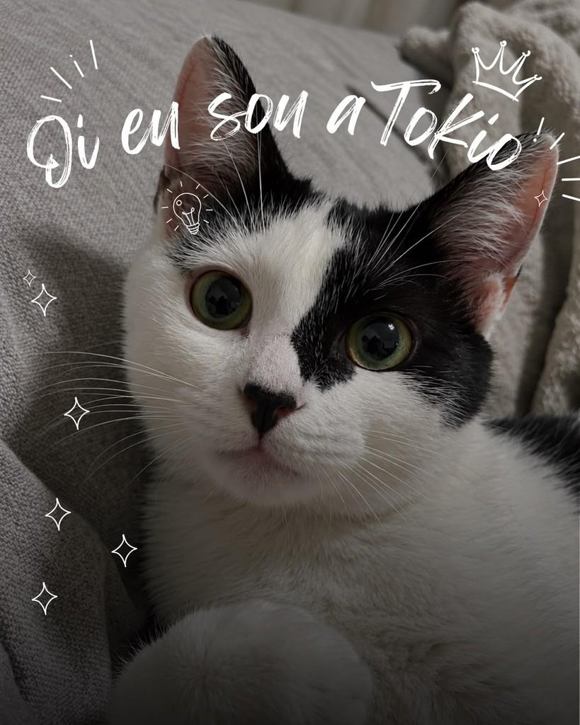 Tokio, gata de porte pequeno para adoção em São Paulo - SP