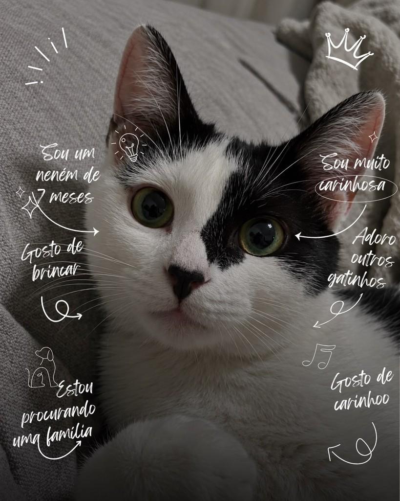 Tokio, gata de porte pequeno para adoção em São Paulo - SP — foto 2 de 2