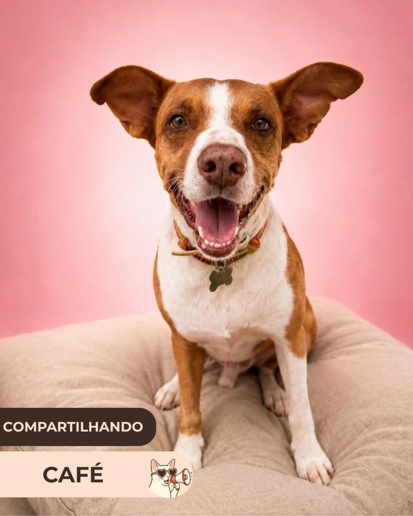 Café, cachorro de porte médio para adoção em Brasília - DF