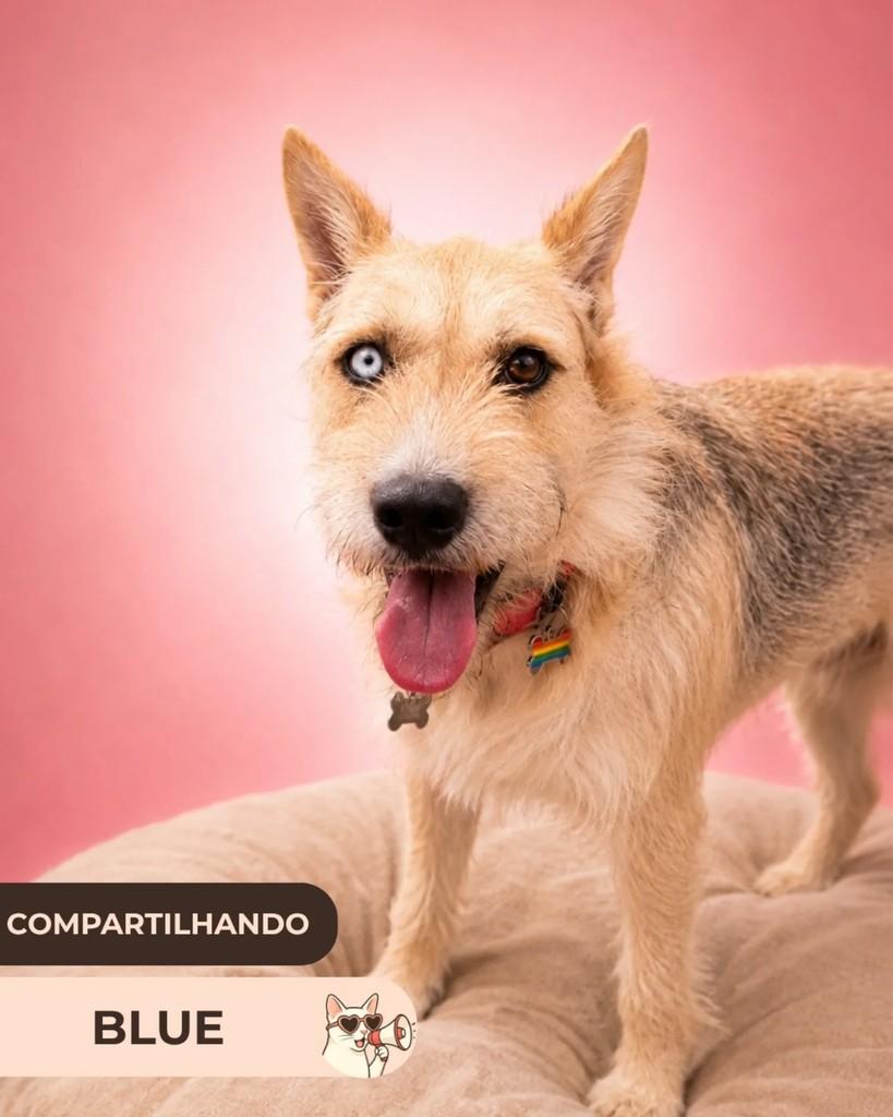 Blue, cadela de porte médio para adoção em Brasília - DF