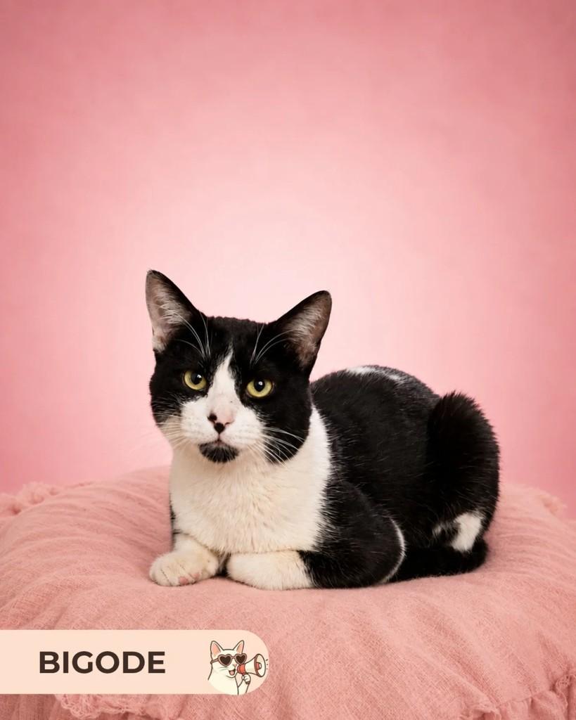 Bigode, gato de porte pequeno para adoção em Brasília - DF