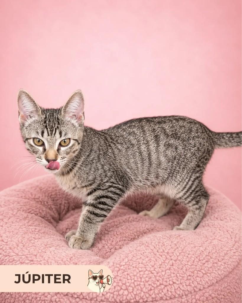 Júpiter, gato de porte pequeno para adoção em Brasília - DF