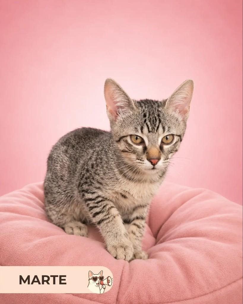 Marte, gato de porte pequeno para adoção em Brasília - DF