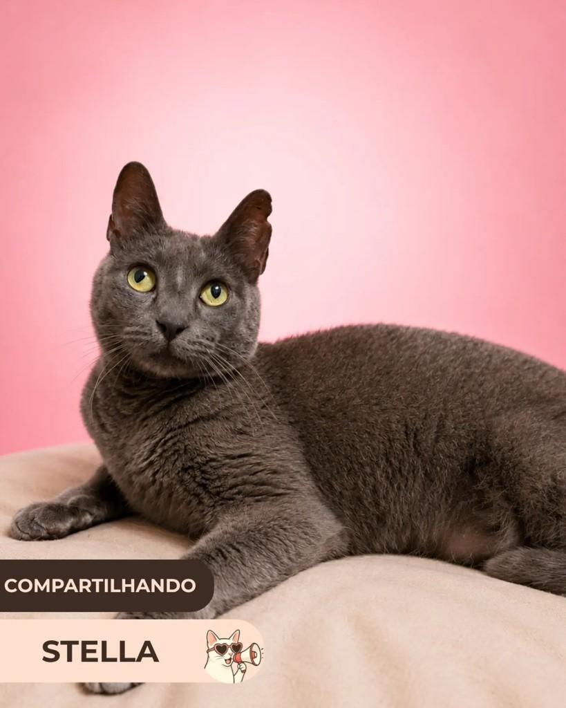 Stella, gata de porte pequeno para adoção em Brasília - DF
