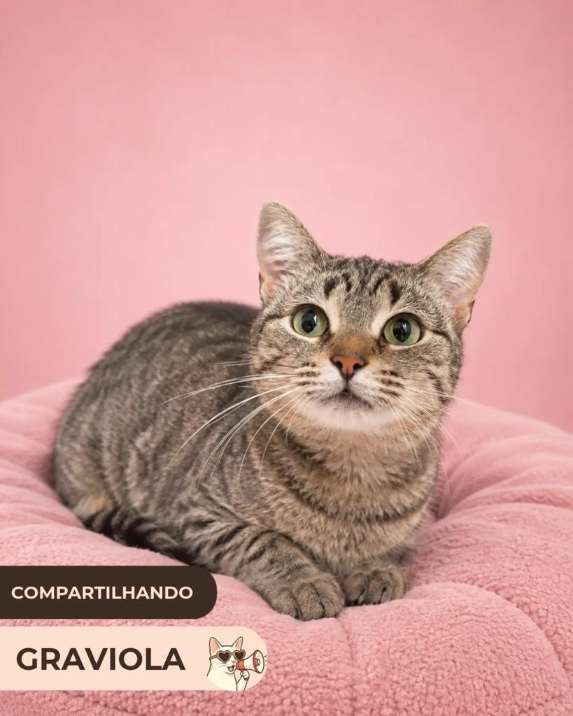 Graviola, gata de porte médio para adoção em Brasília - DF