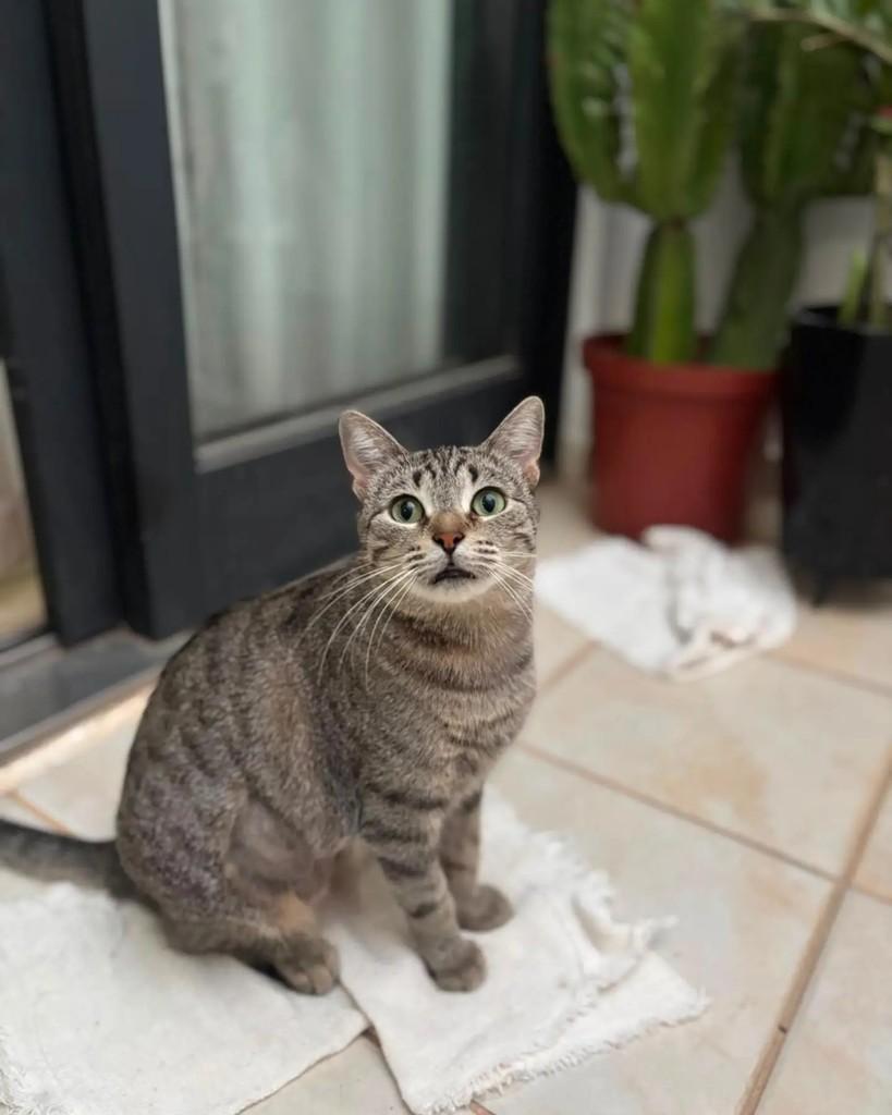 Graviola, gata de porte médio para adoção em Brasília - DF — foto 4 de 7