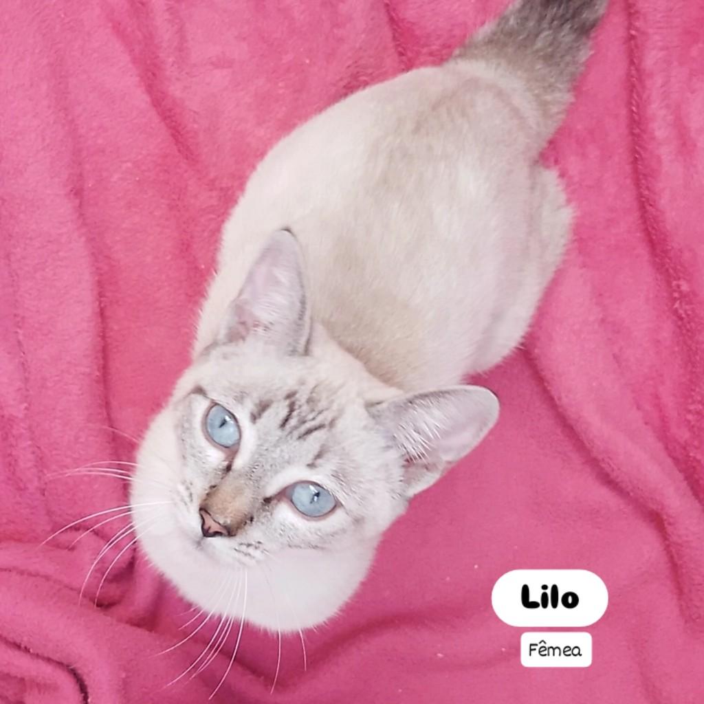 Lilo, gata de porte pequeno para adoção em Porto Alegre - RS