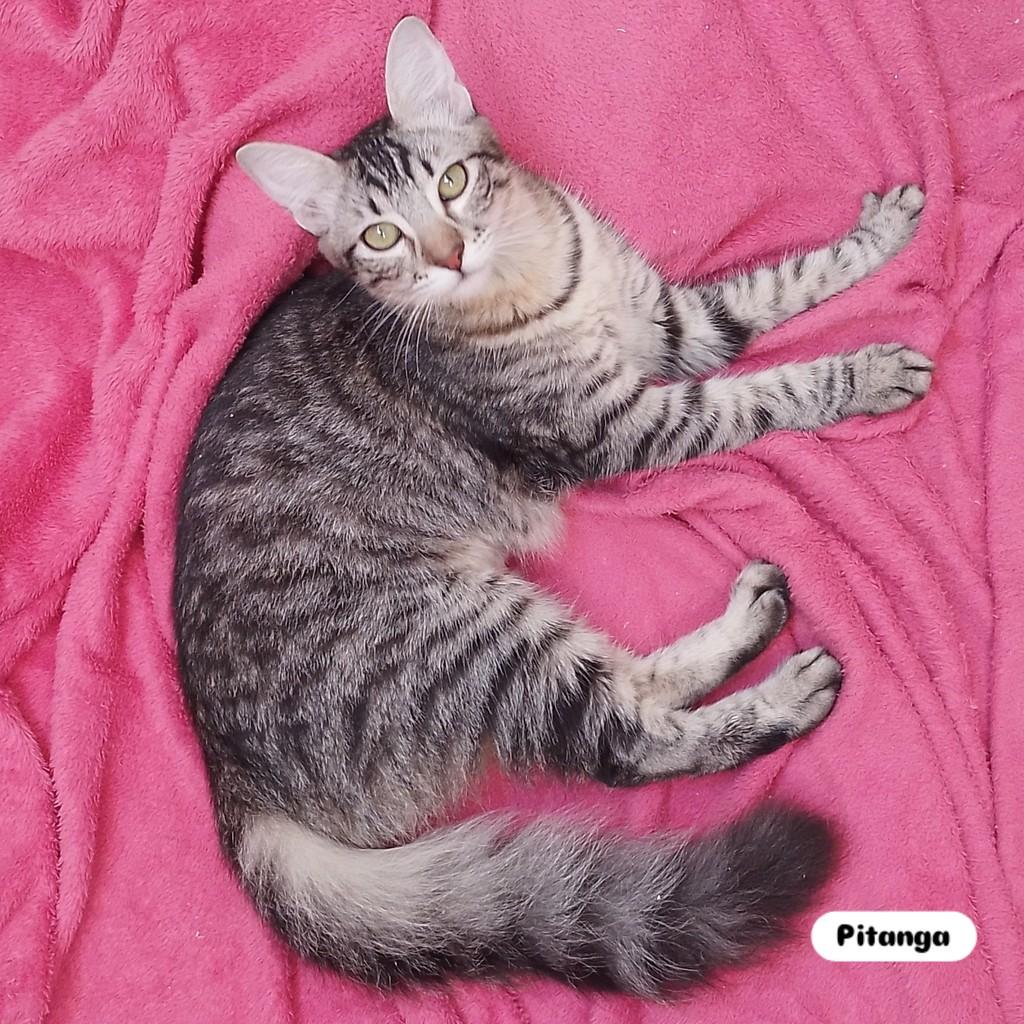 Pitanga, gata de porte pequeno para adoção em Porto Alegre - RS