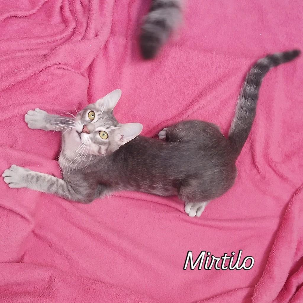 Mirtilo, gato para adoção em Porto Alegre - RS