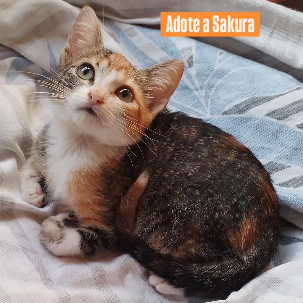 Sakura, gato para adoção em Porto Alegre - RS