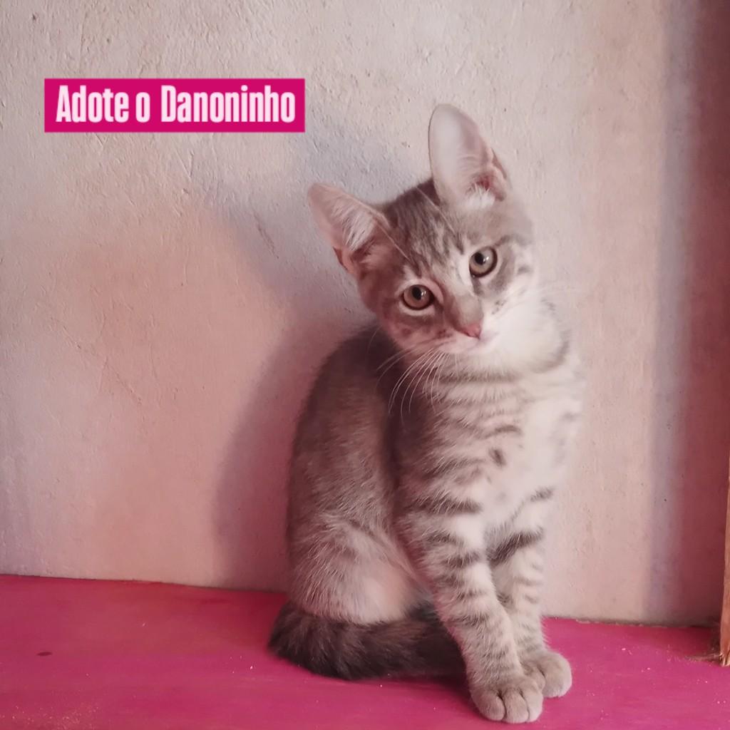 Danoninho, gato de porte pequeno para adoção em Porto Alegre - RS
