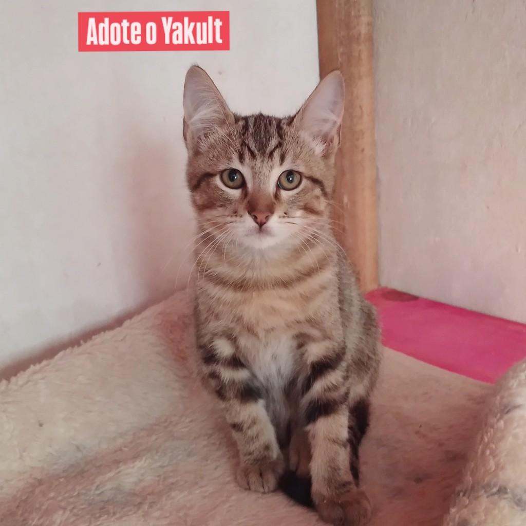 Yakult, gato de porte pequeno para adoção em Porto Alegre - RS