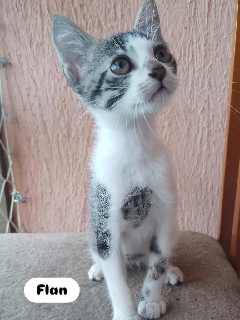 Flan, gato de porte pequeno para adoção em Porto Alegre - RS