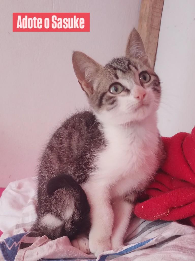 Sasuke, gato de porte pequeno para adoção em Porto Alegre - RS