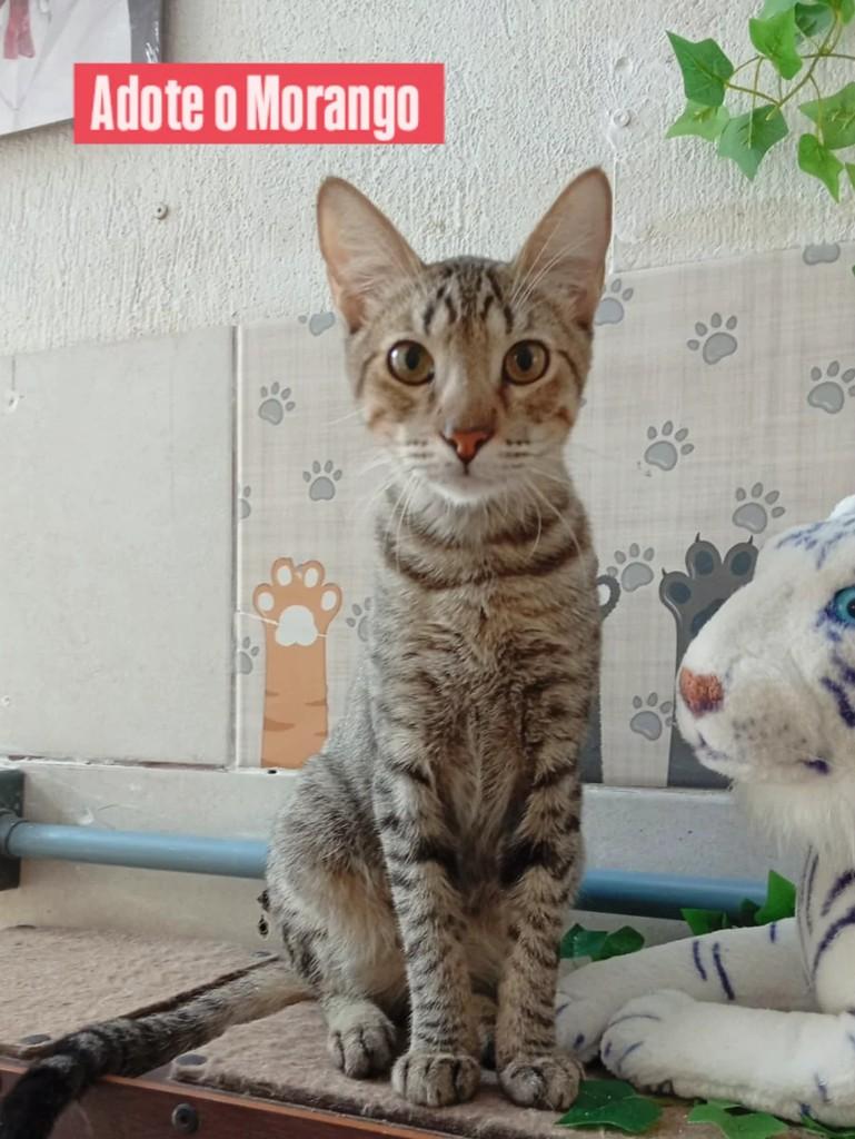 Morango, gato para adoção em Porto Alegre - RS