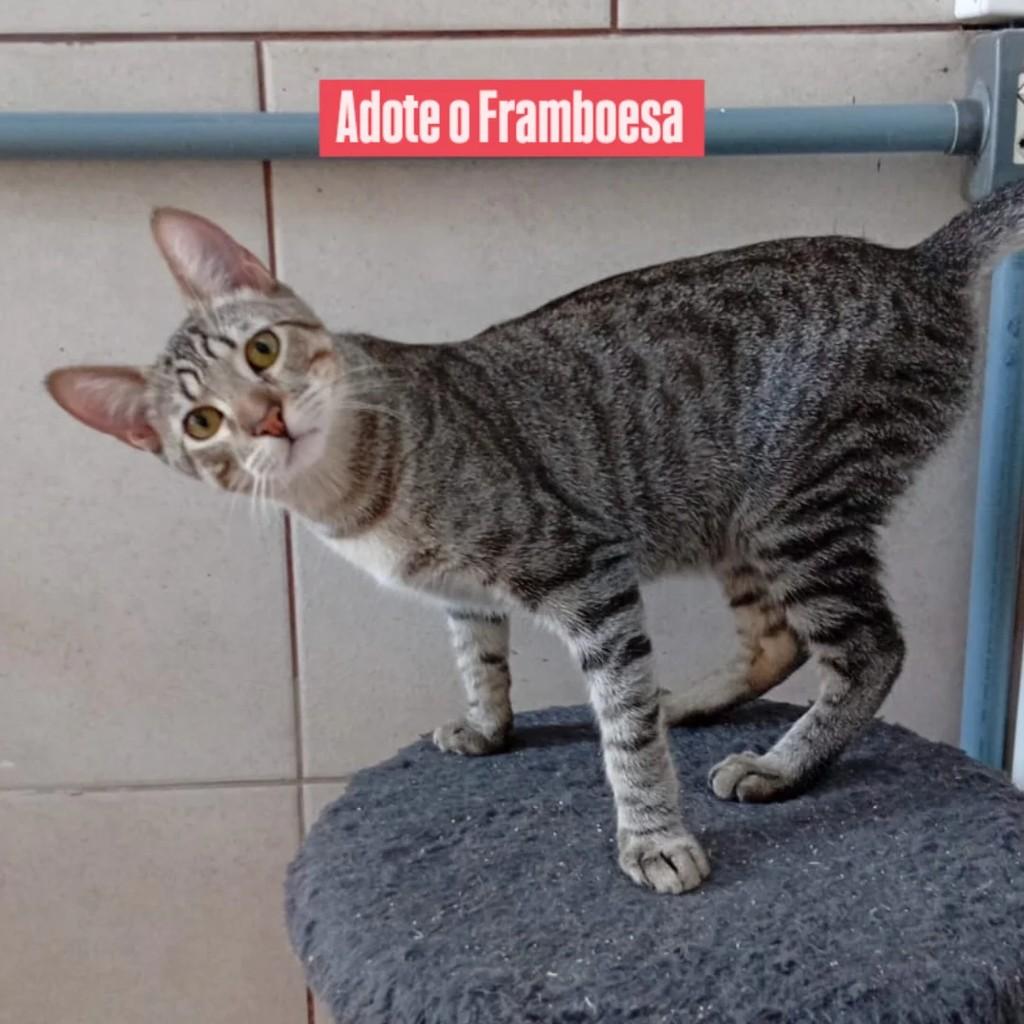 Framboesa, gato para adoção em Porto Alegre - RS