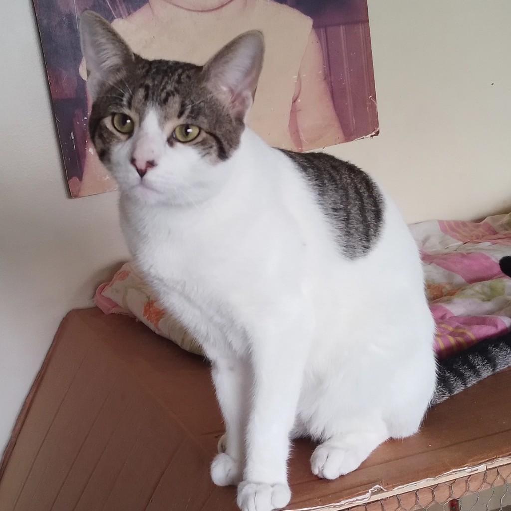 Doc, gato de porte médio para adoção em Porto Alegre - RS