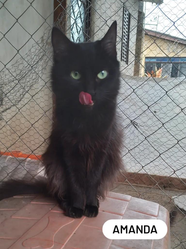 Amanda, gato para adoção em Canoas - RS