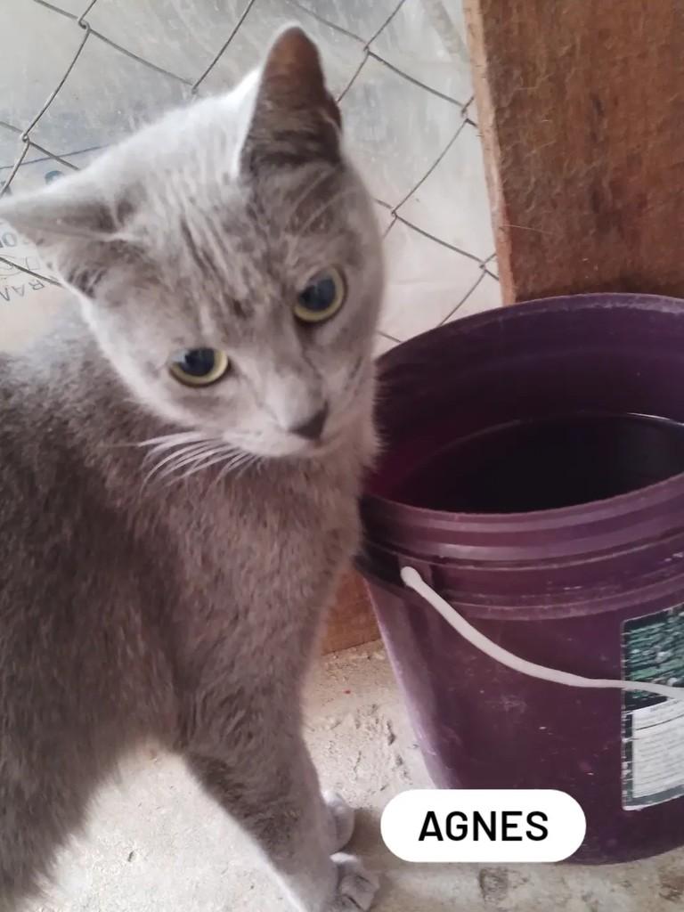 Agnes, gata de porte pequeno para adoção em Canoas - RS