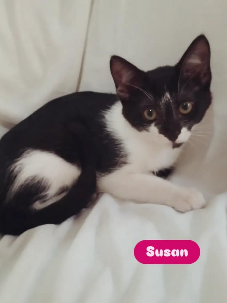 Susan, gato de porte pequeno para adoção em Porto Alegre - RS