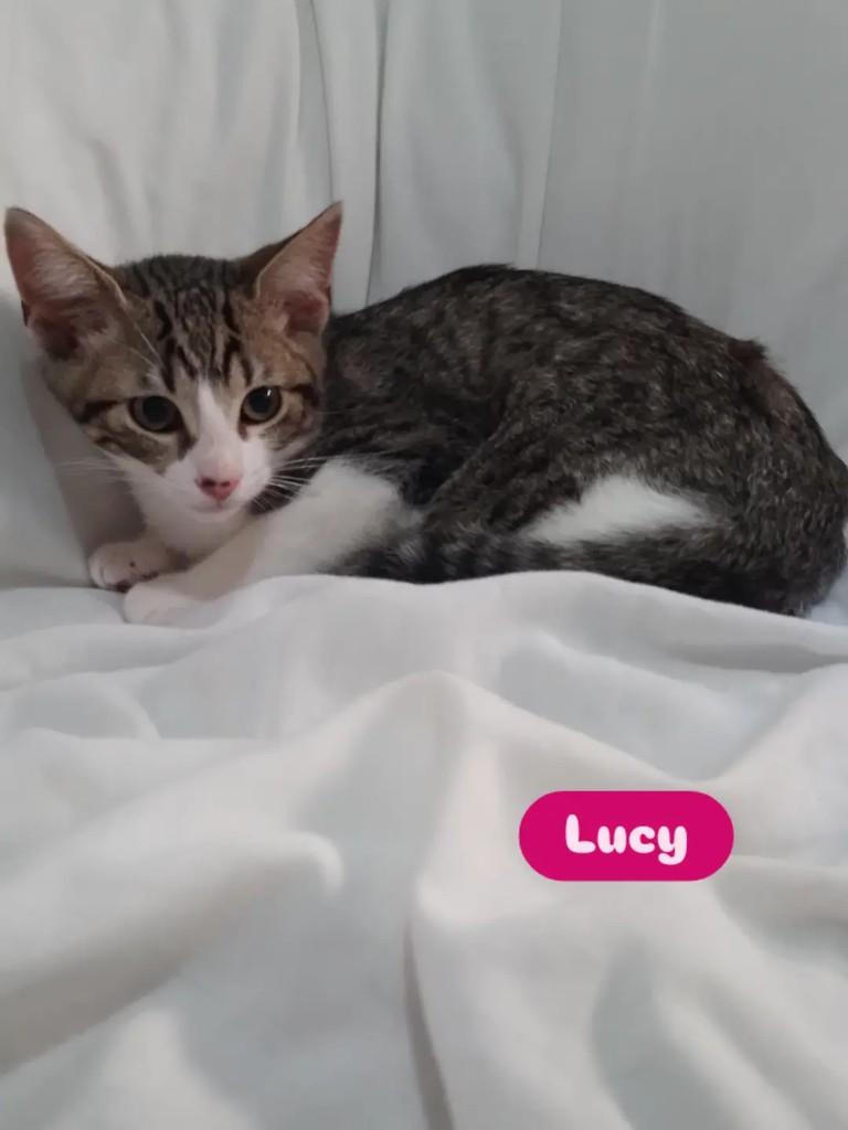 Lucy, gata de porte pequeno para adoção em Porto Alegre - RS
