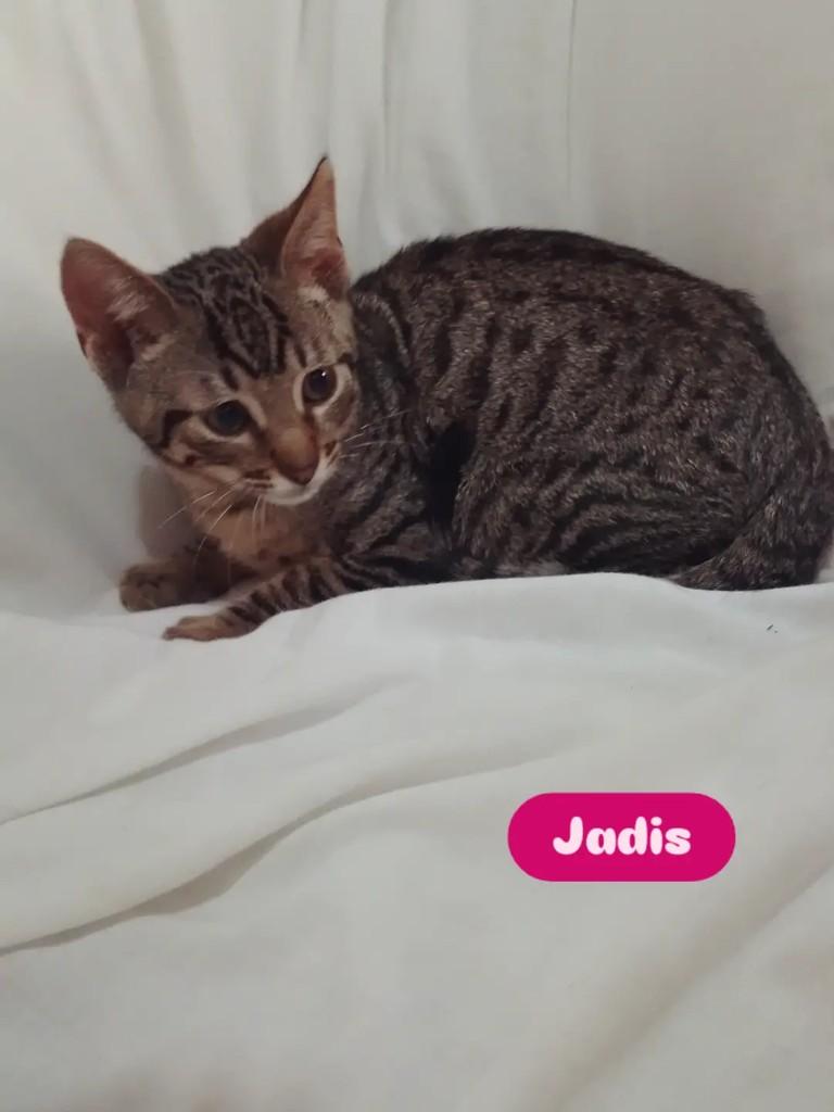 Jadis, gata de porte pequeno para adoção em Porto Alegre - RS
