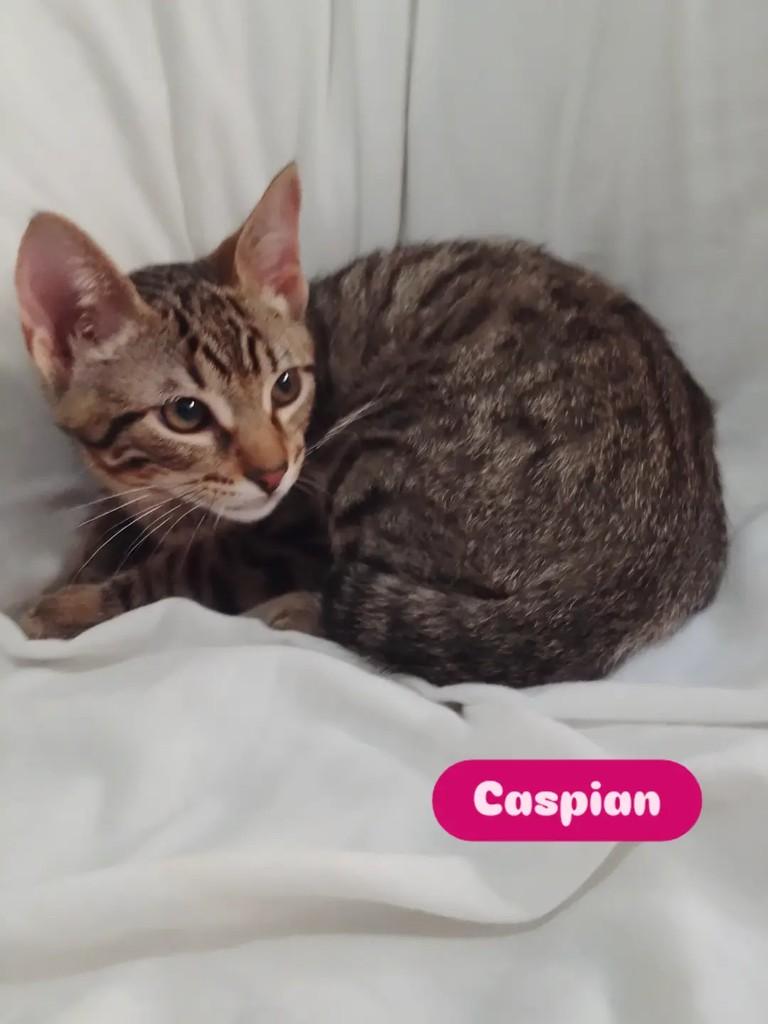 Caspian, gato de porte pequeno para adoção em Porto Alegre - RS