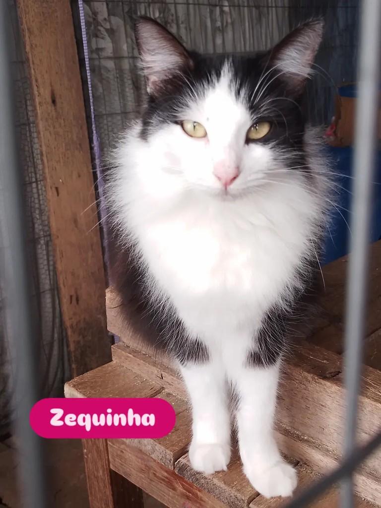 Zequinha, gata de porte médio para adoção em Porto Alegre - RS