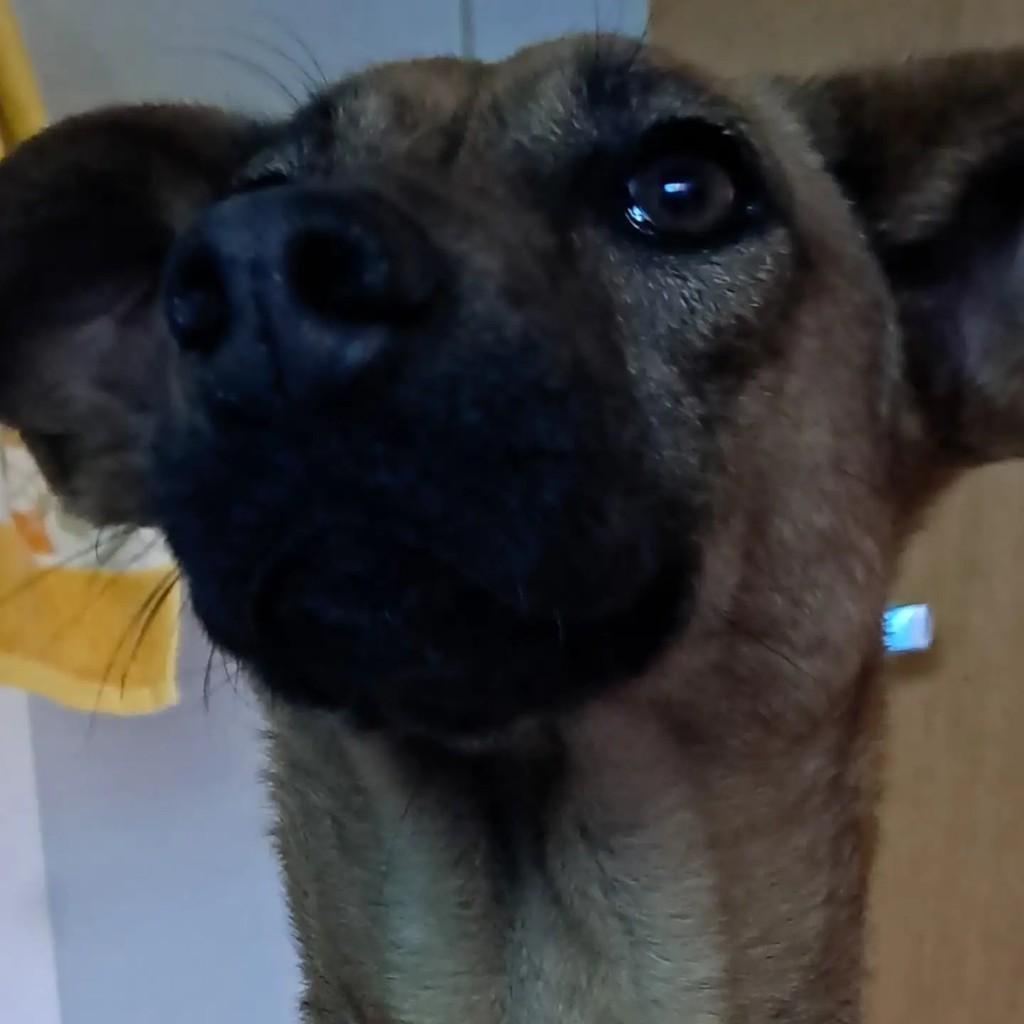 Belinda, cachorro para adoção em Bragança Paulista - SP