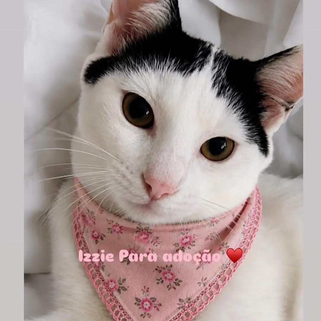 Izzie, gata de porte pequeno para adoção em Bragança Paulista - SP