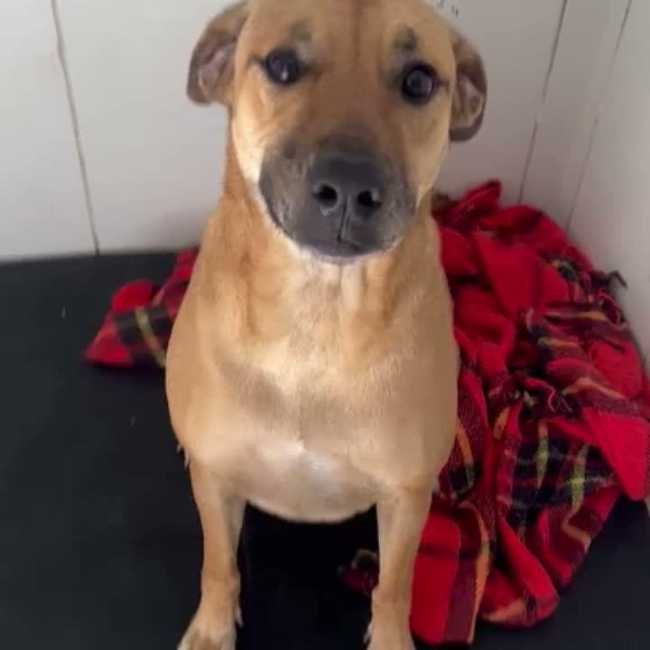 Hanna, cadela de porte médio para adoção em Bragança Paulista - SP