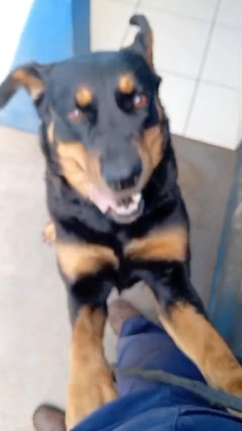 Princesa, cachorro de porte médio para adoção em Bragança Paulista - SP