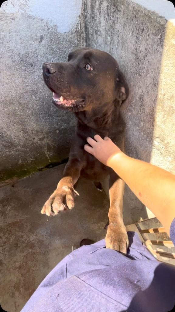 Oreowaldo, cachorro de porte grande para adoção em Bragança Paulista - SP