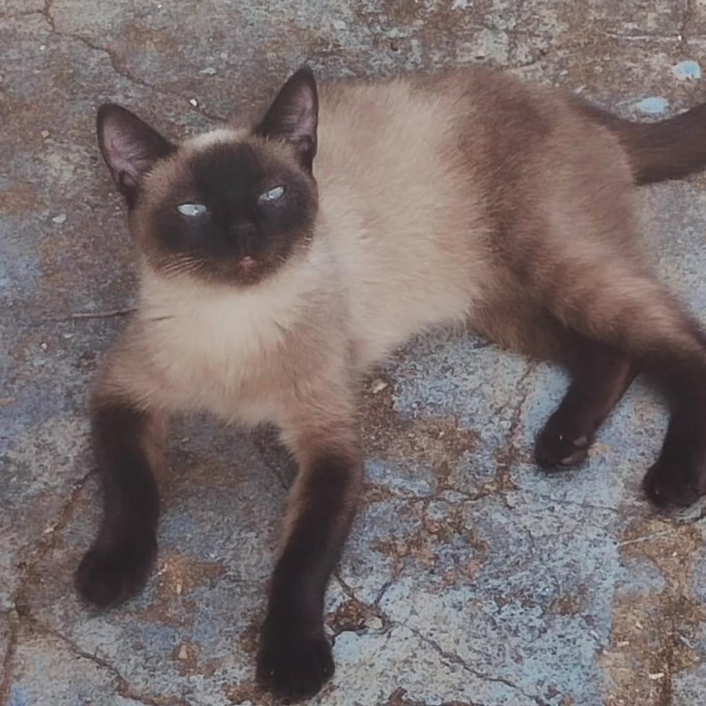 Estou Perdida Na Nova Capinzal!, gata de porte pequeno para adoção em Capinzal - SC