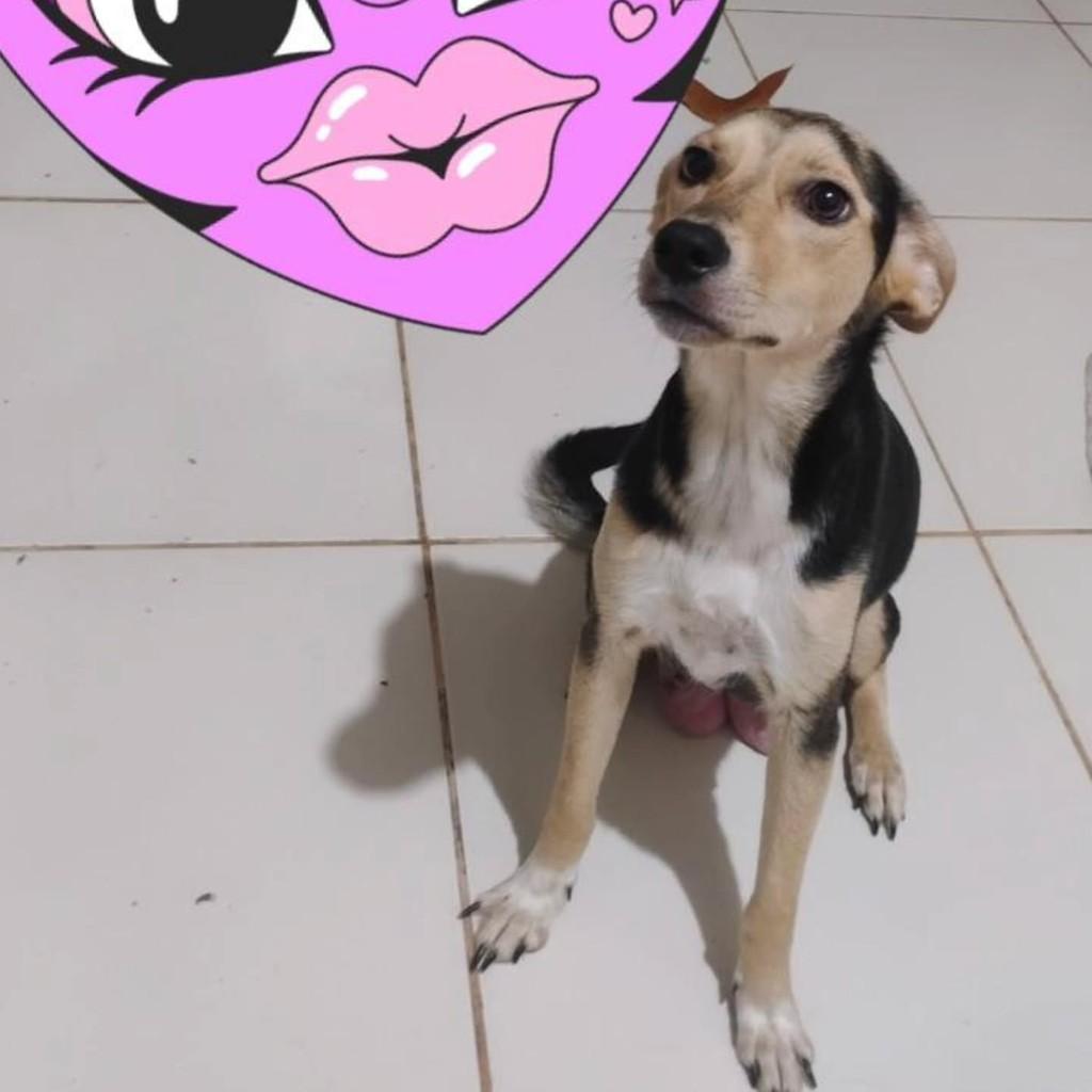 Milla, cadela de porte pequeno para adoção em Capinzal - SC