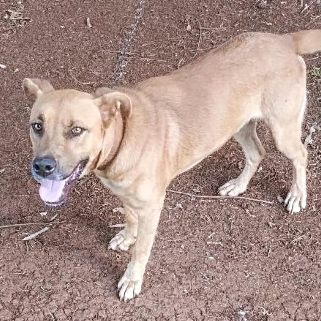 Duke, cachorro de porte médio para adoção em Capinzal - SC
