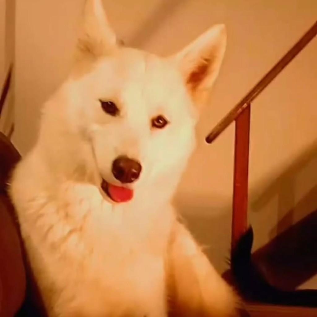 Loba branca, cadela de porte grande para adoção em Capinzal - SC