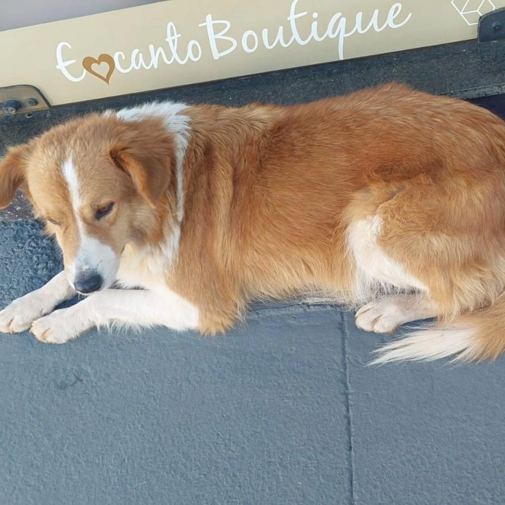 Charles, cachorro de porte médio para adoção em Capinzal - SC