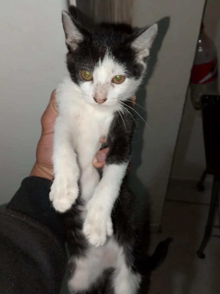 Princesinha, gata de porte pequeno para adoção em Capinzal - SC