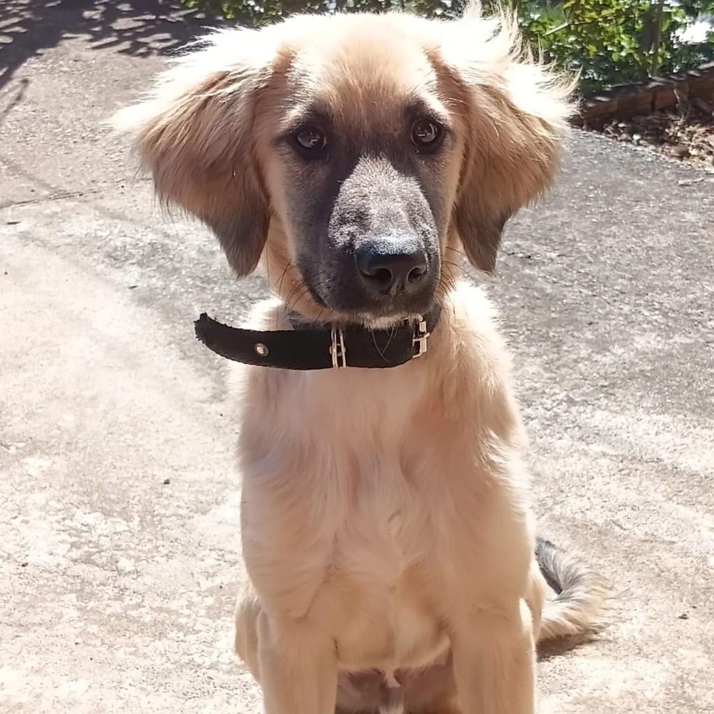 Bob, cachorro de porte médio para adoção em Capinzal - SC