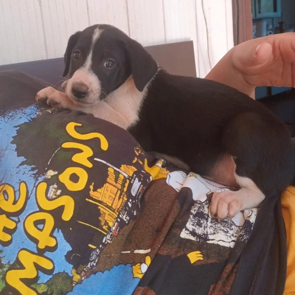Bebezinho, cachorro de porte grande para adoção em Capinzal - SC