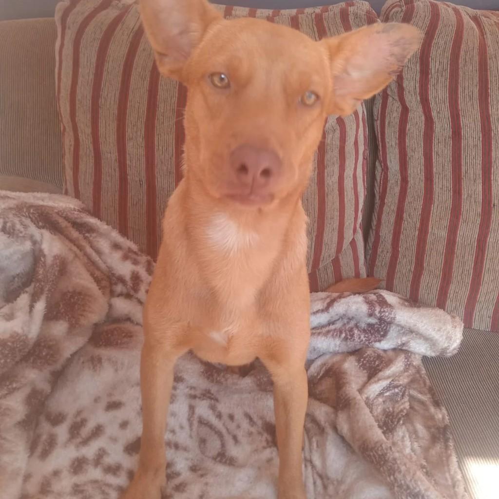 Caramelo, cachorro de porte médio para adoção em Capinzal - SC