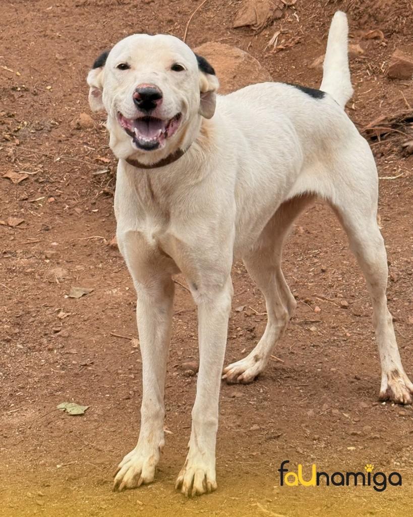 Nina, cachorro de porte médio para adoção em Capinzal - SC